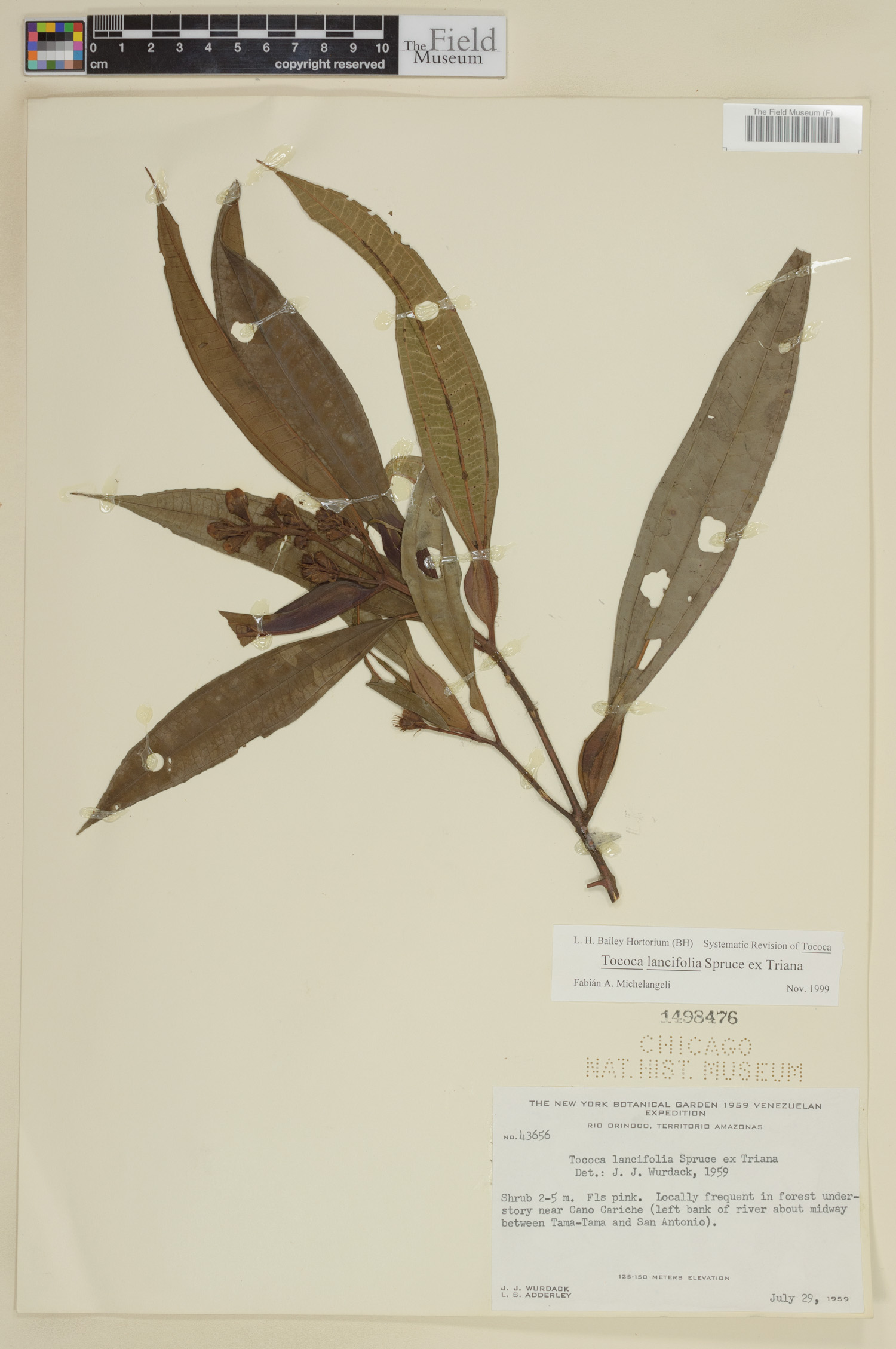 Tococa lancifolia image