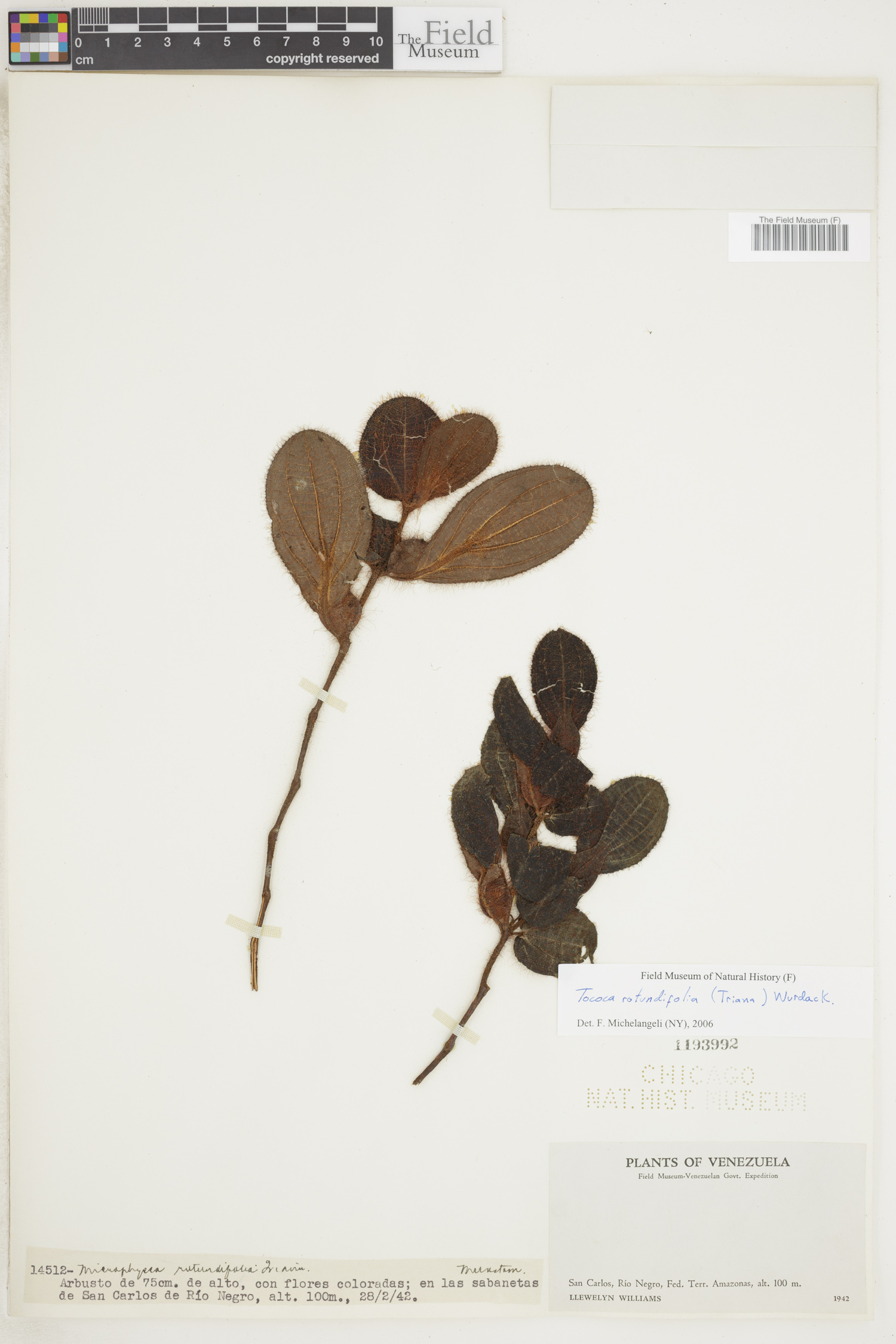 Tococa rotundifolia image
