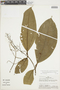 Tococa parviflora image