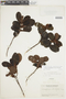 Tococa rotundifolia image