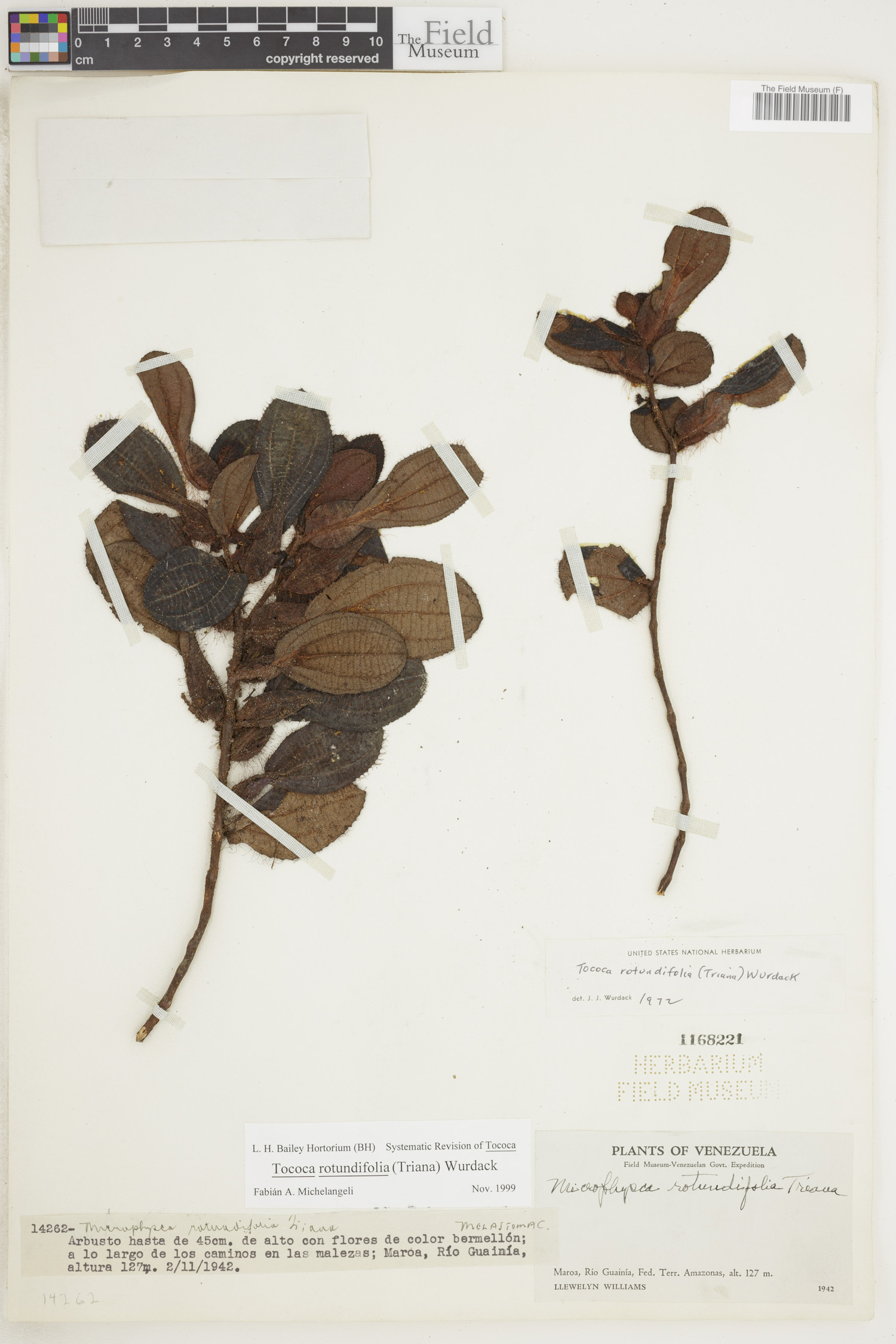 Tococa rotundifolia image