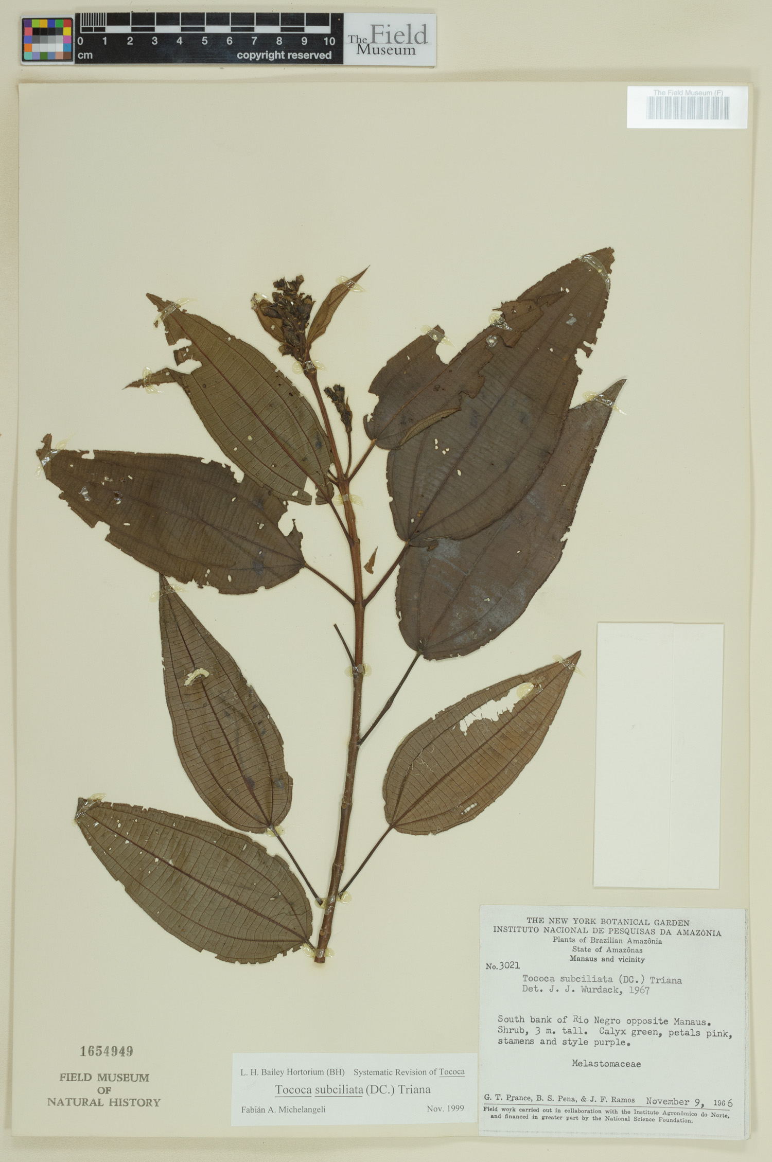 Tococa subciliata image