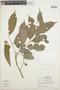 Guarea pubescens subsp. pubescens image