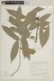 Guarea pubescens subsp. pubiflora image