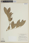 Guarea pubescens image