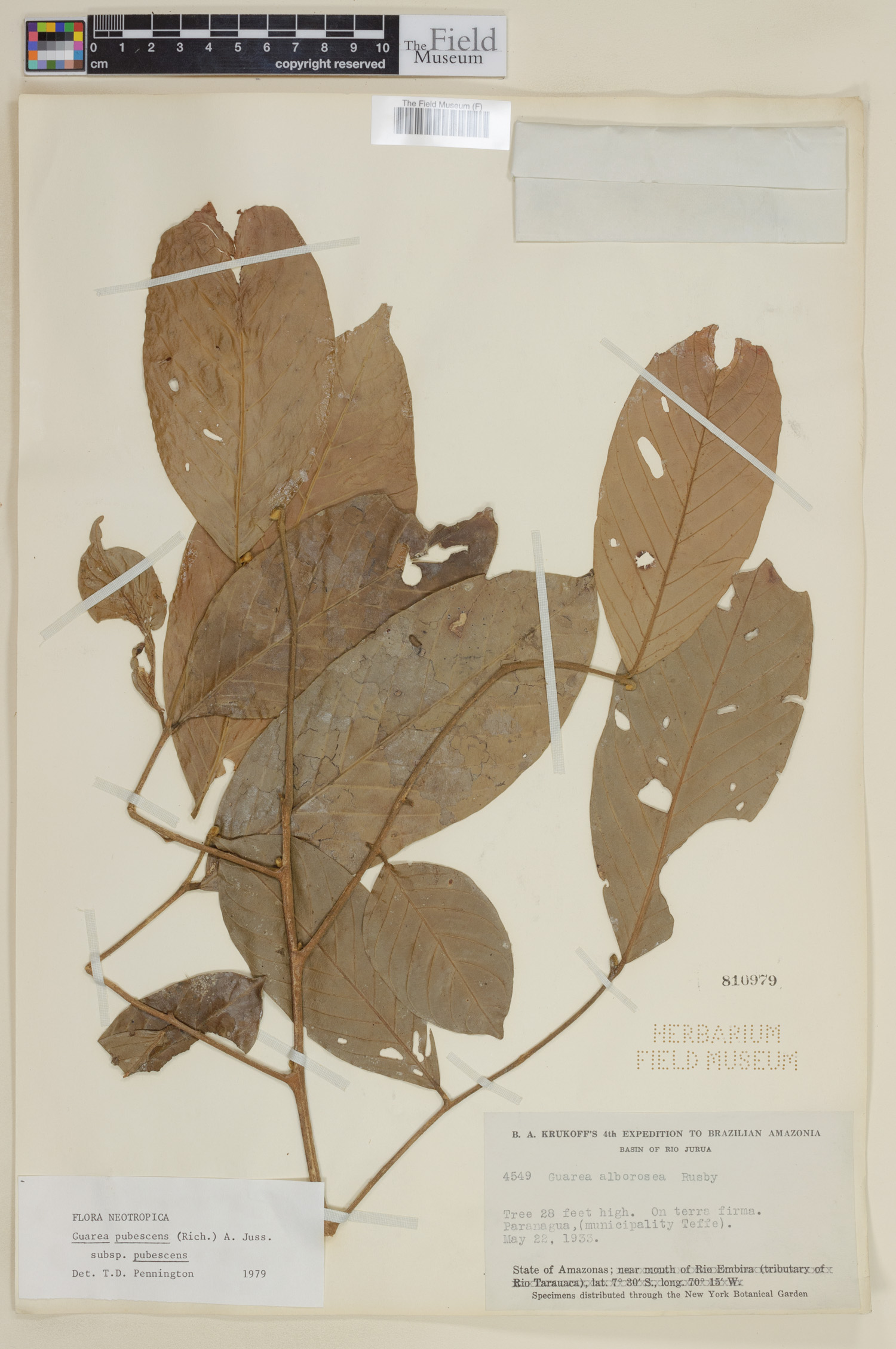 Guarea pubescens image