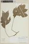 Guarea pubescens image