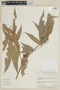 Guarea pubescens subsp. pubiflora image
