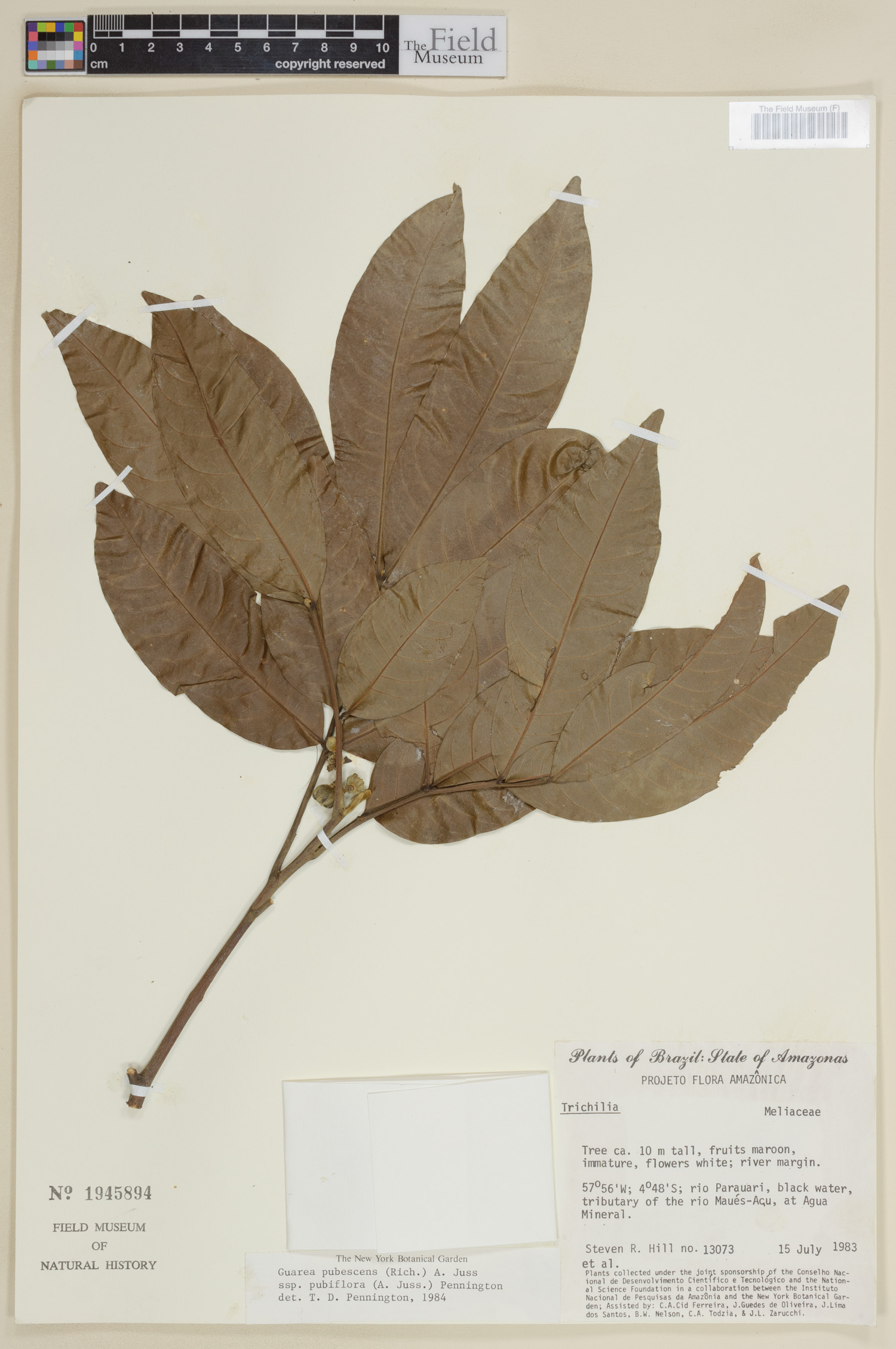 Guarea pubescens image