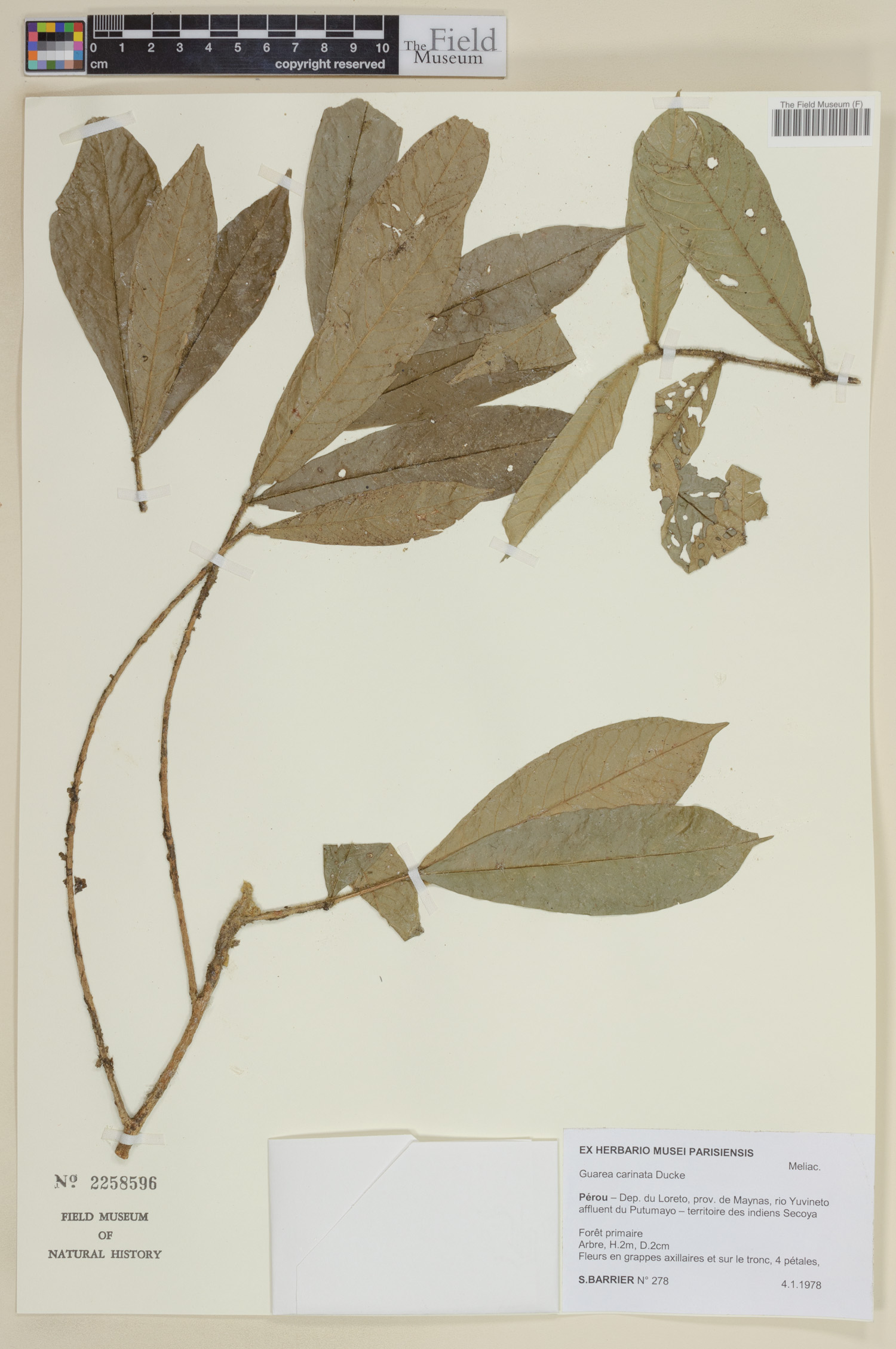 Guarea carinata image