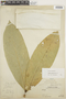 Guarea grandifolia image