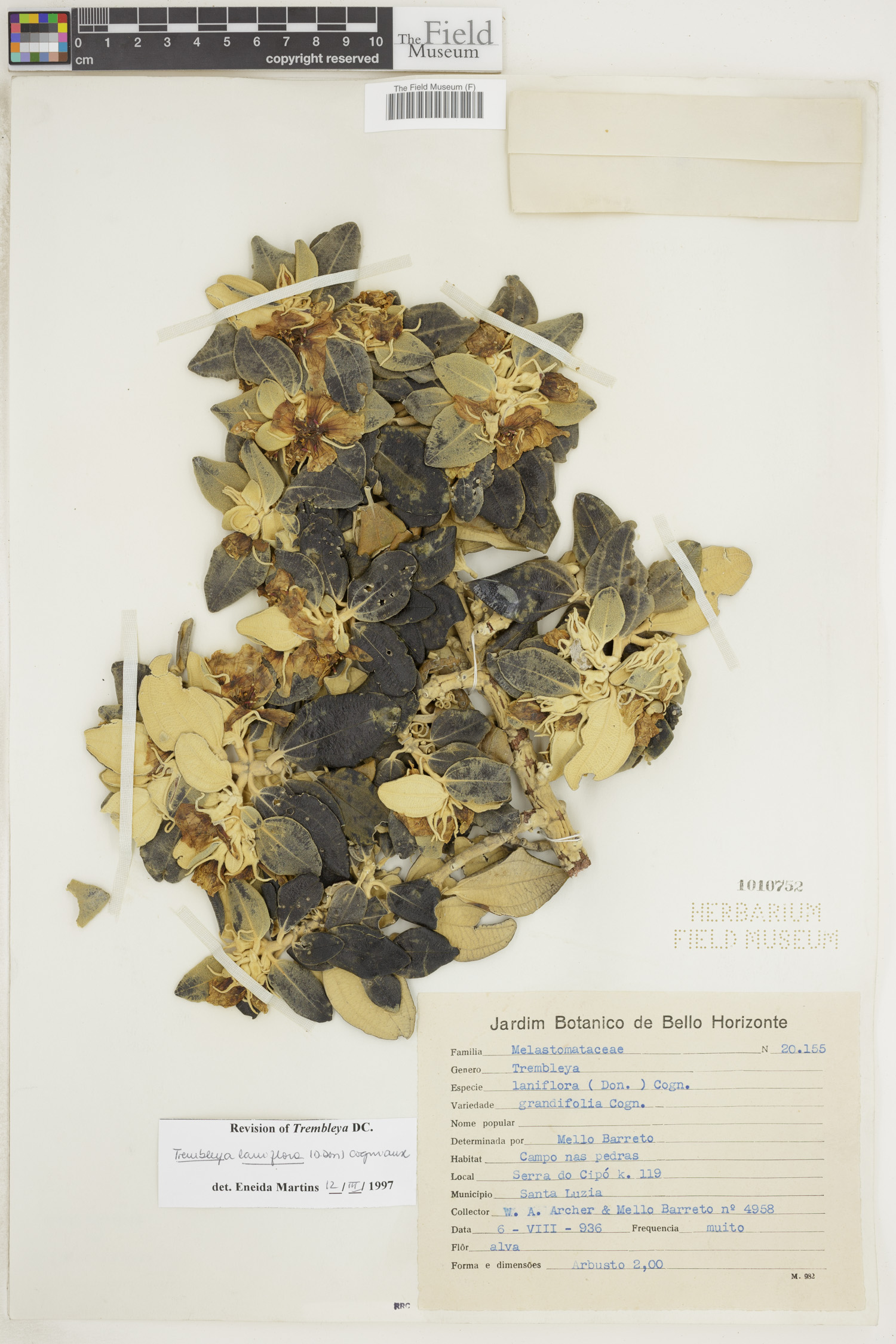 Trembleya laniflora image