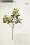Trembleya laniflora image