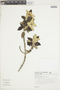 Trembleya laniflora image
