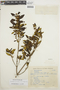 Trembleya parviflora image