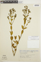 Trembleya phlogiformis image