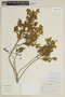 Trembleya phlogiformis image