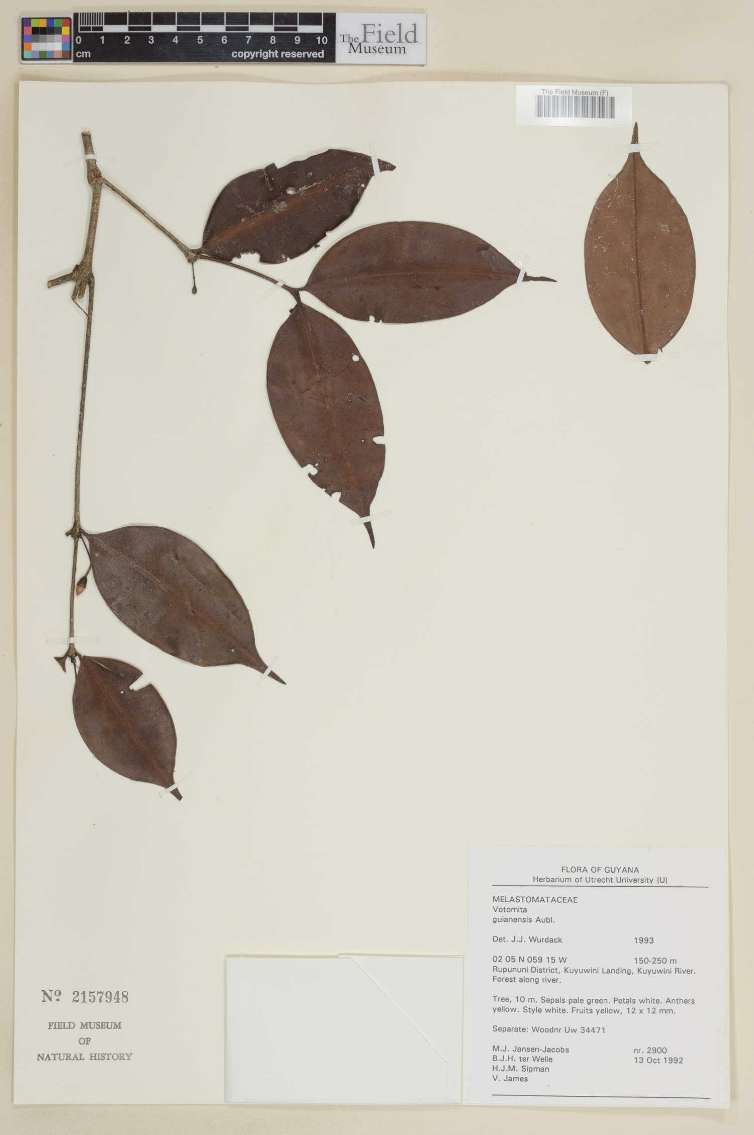 Votomita guianensis image
