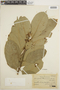 Guarea macrophylla subsp. tuberculata image