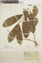Guarea macrophylla image