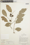 Guarea macrophylla image