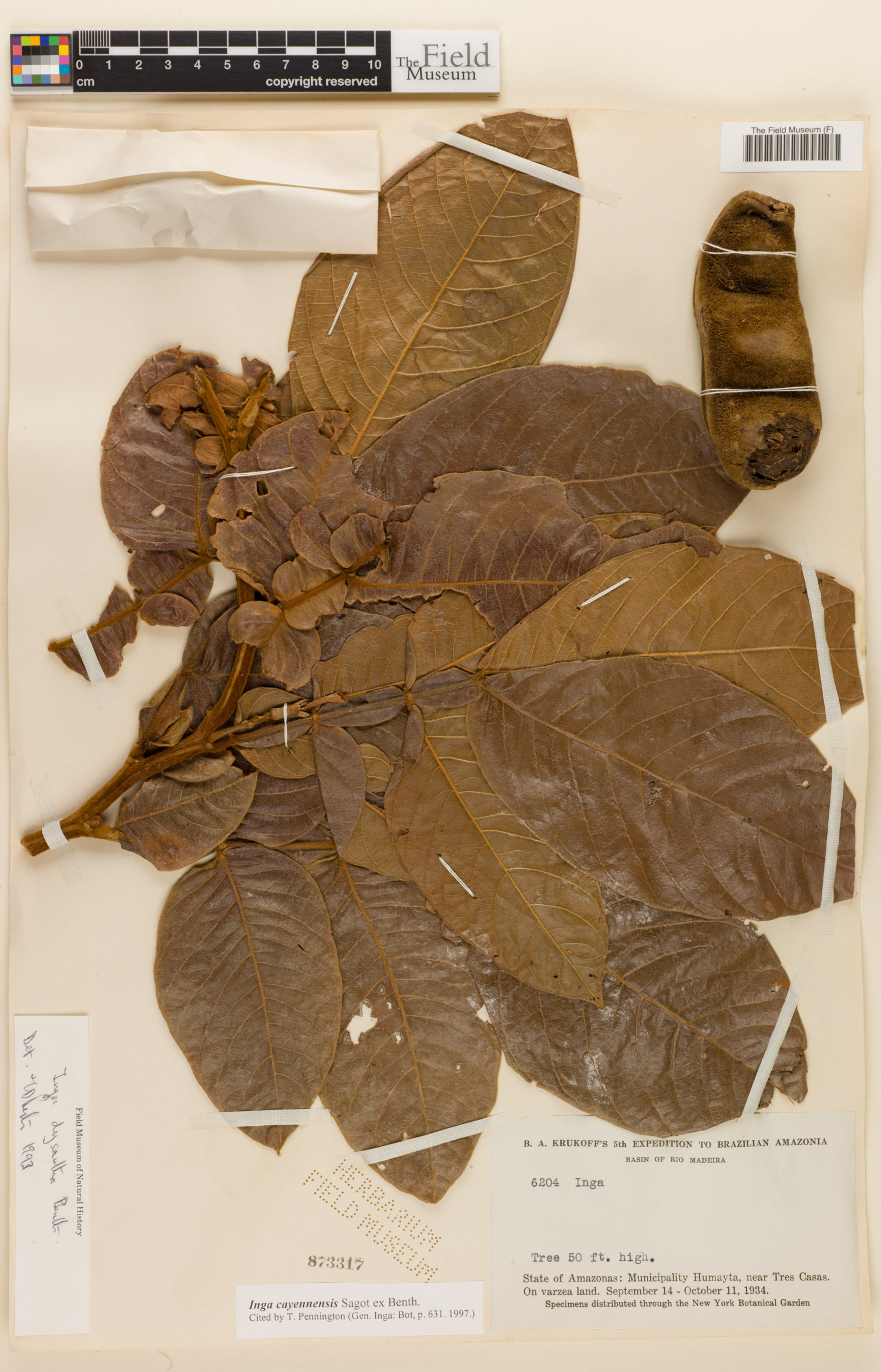 Inga cayennensis image