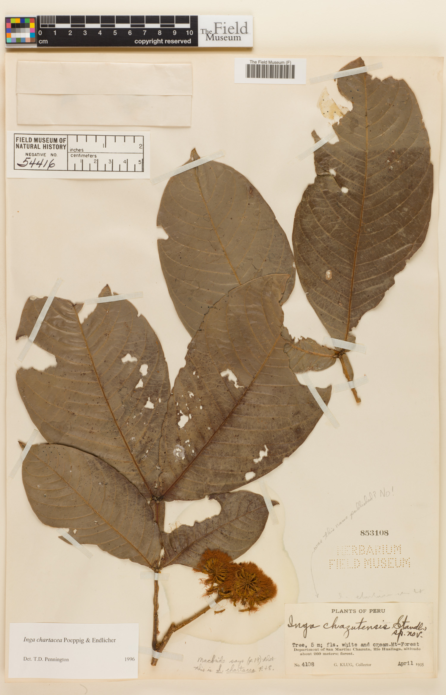 Inga chartacea image