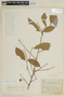 Aniba parviflora image