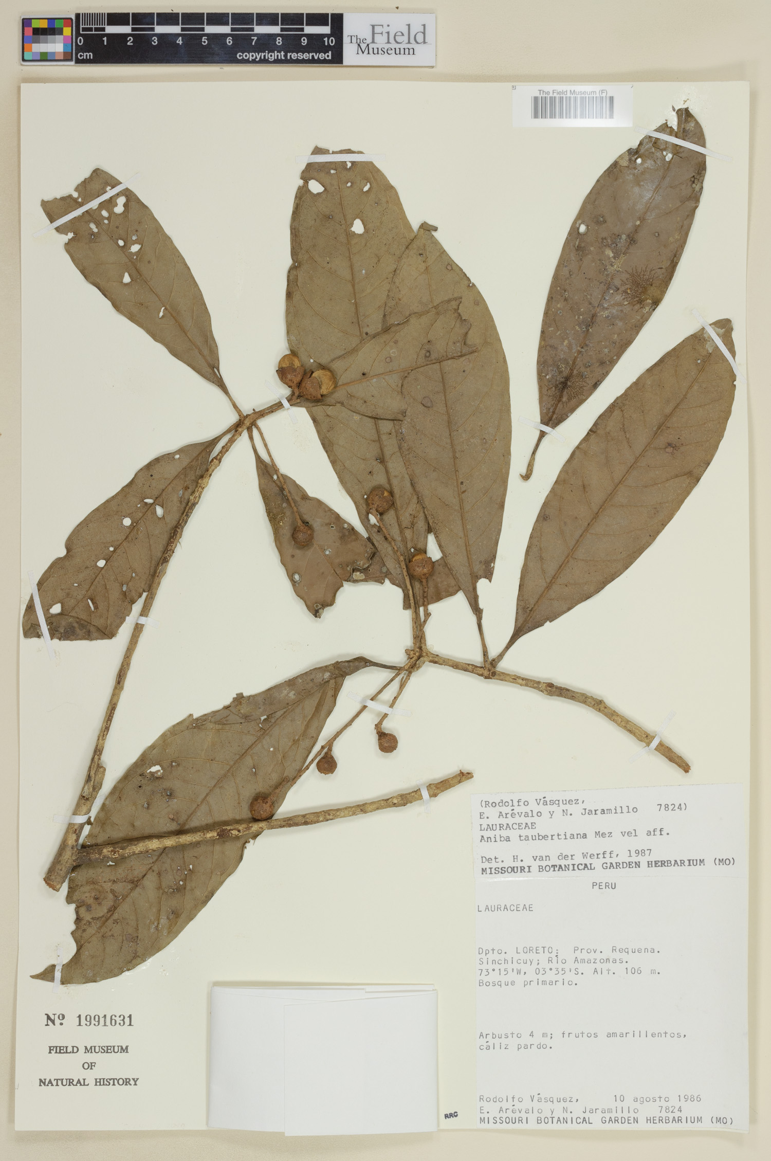 Aniba taubertiana image