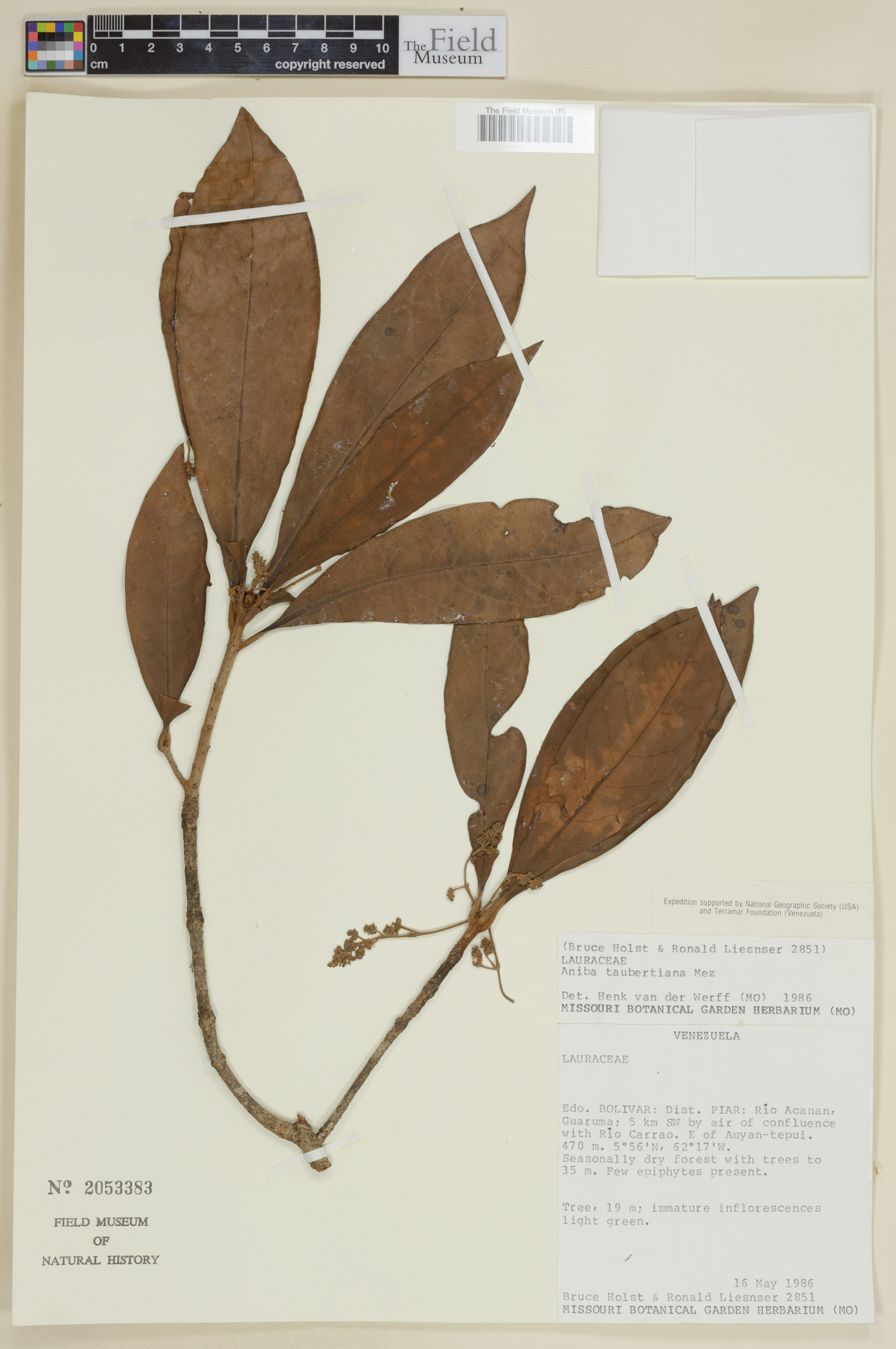 Aniba taubertiana image
