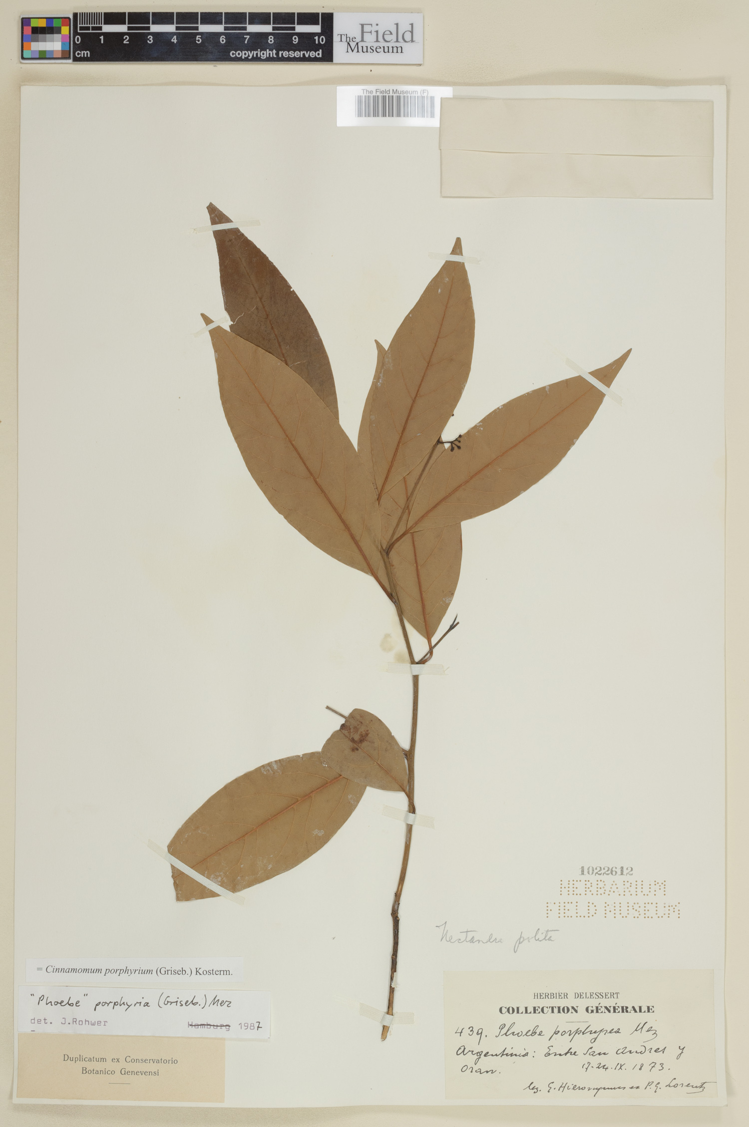 Cinnamomum porphyrium image