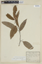 Cinnamomum porphyrium image