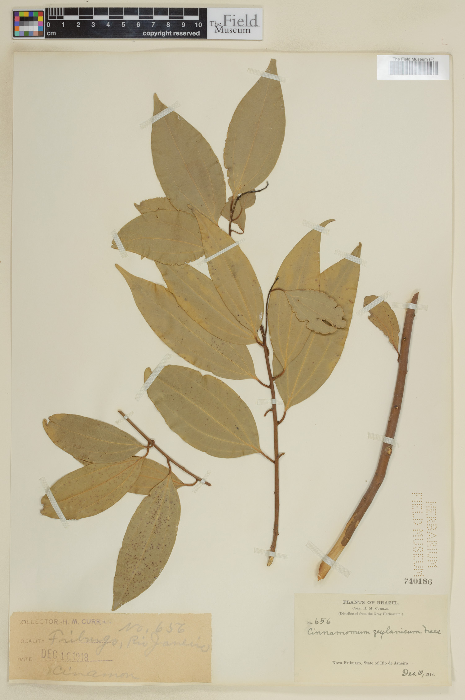 Cinnamomum zeylanicum image