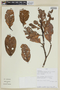 Beilschmiedia latifolia image