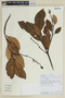Beilschmiedia latifolia image
