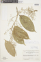 Endlicheria bracteolata image