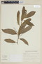 Endlicheria paniculata image