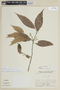 Endlicheria paniculata image