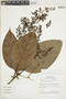 Endlicheria macrophylla image