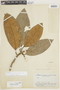 Endlicheria macrophylla image