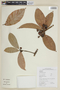 Endlicheria multiflora image