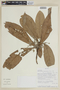 Endlicheria multiflora image