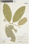 Endlicheria pyriformis image