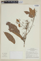 Licaria chrysophylla image