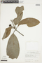 Licaria macrophylla image