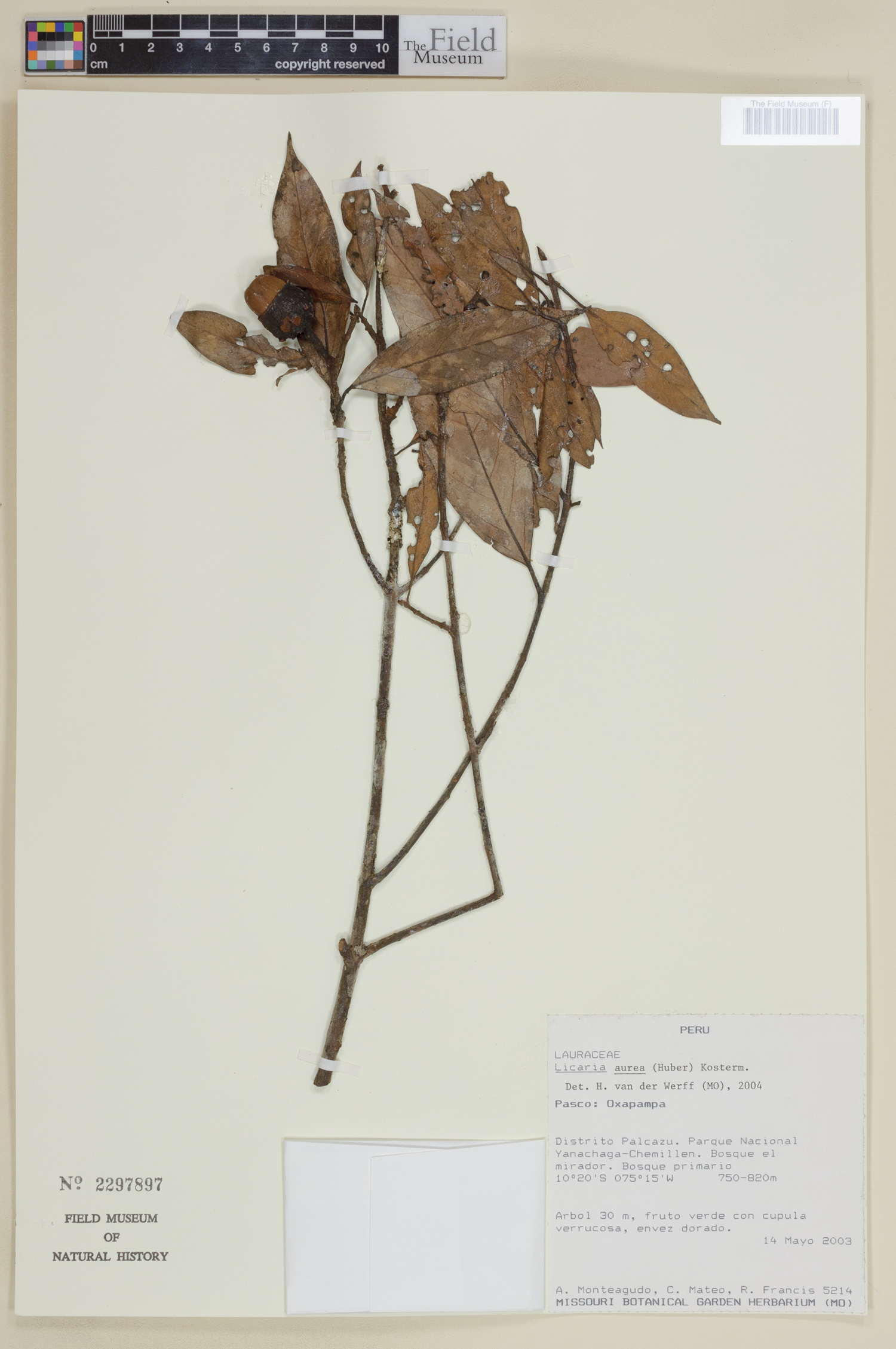 Licaria aurea image