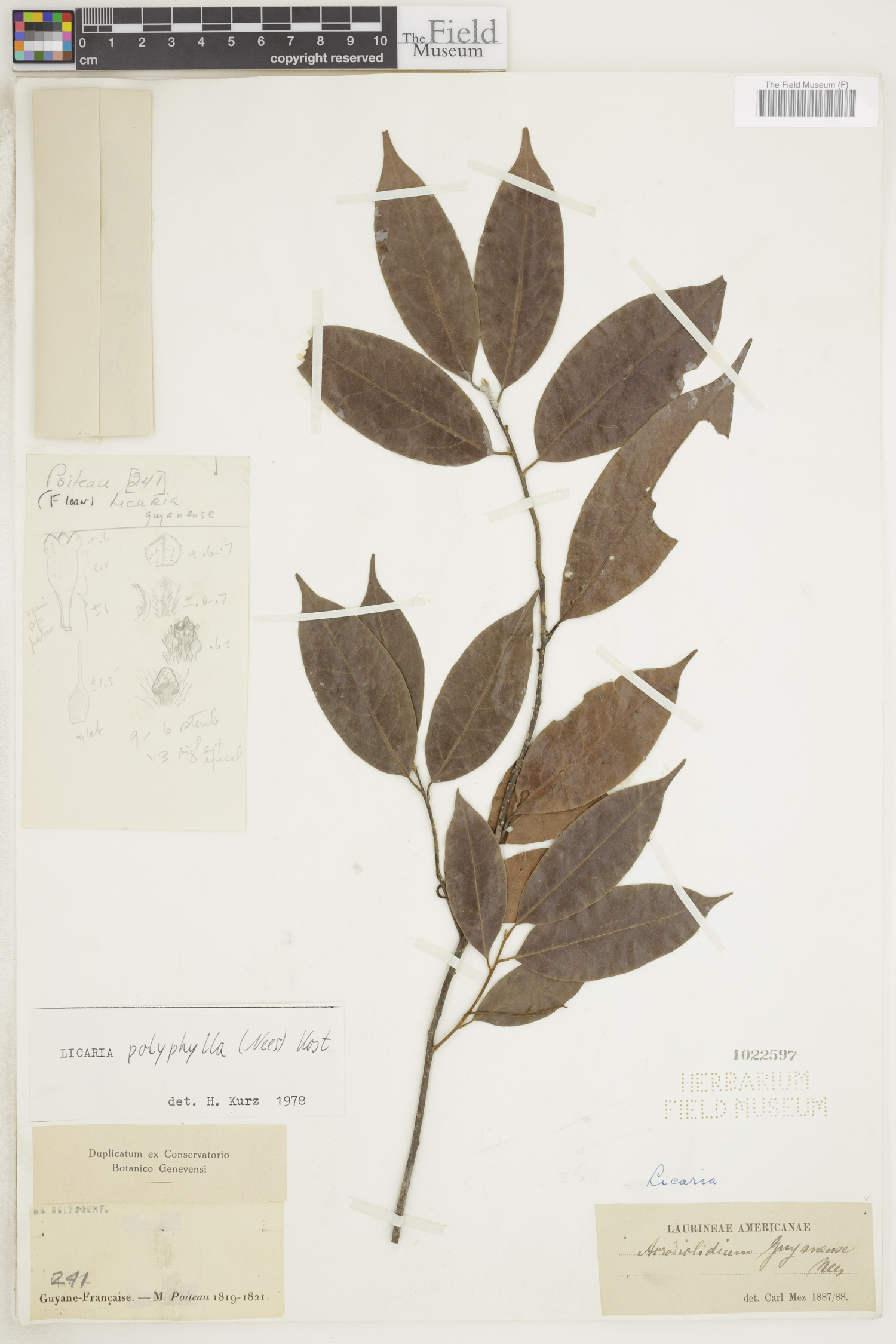 Licaria polyphylla image