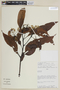 Nectandra acuminata image