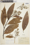 Nectandra acutifolia image