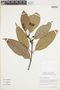 Nectandra amazonum image